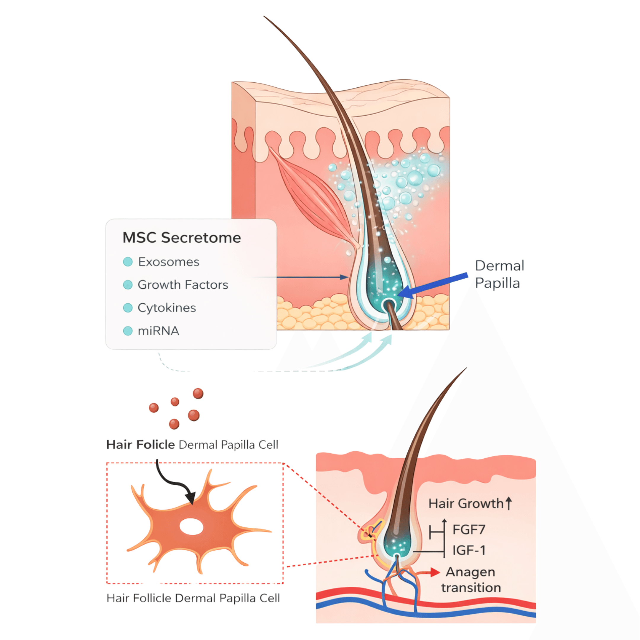 Hair Restoration